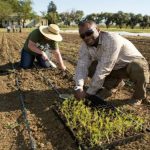 planting