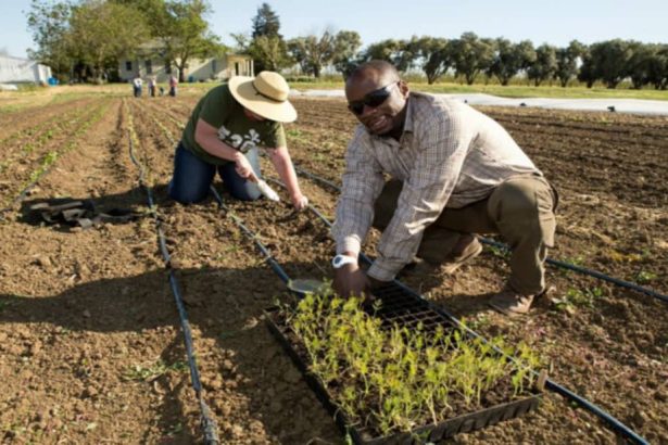 planting