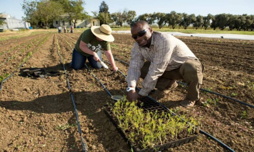 planting