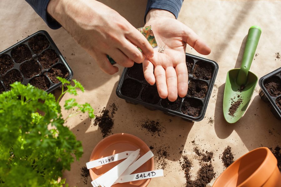 planting